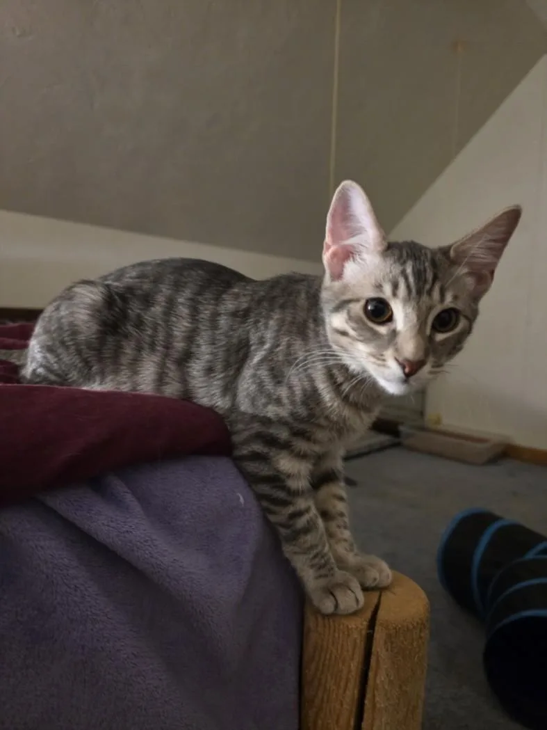 A baby small-sized male Domestic Short Hair cat named Pitch for adoption in Hagerstown, MD