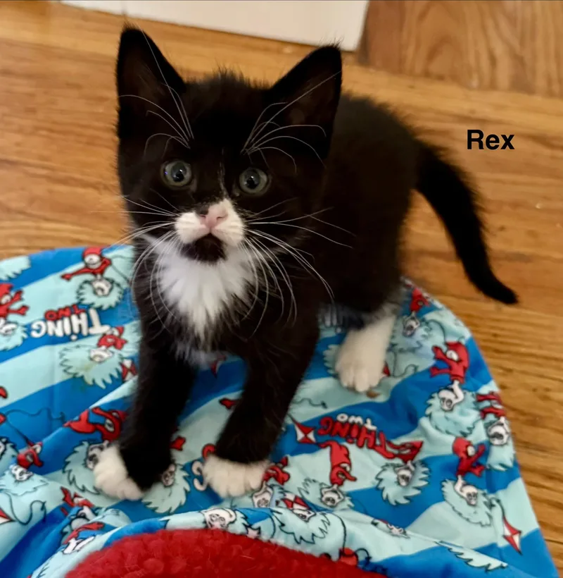 Rex