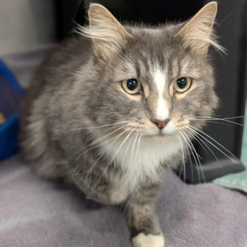 An adult medium-sized male Domestic Medium Hair cat named George for adoption in Spokane, WA