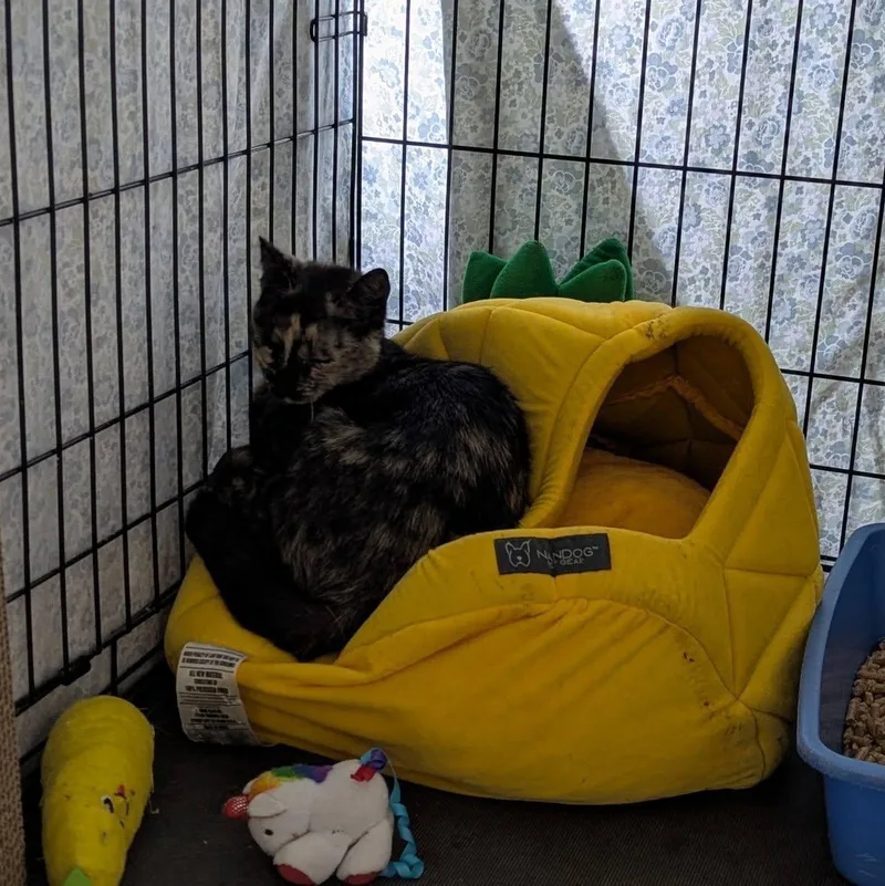 A young small-sized female Domestic Short Hair cat named Lulu for adoption in Grand Rapids, MI