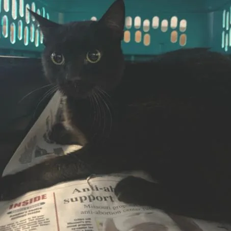 An adult small-sized male Black Domestic Short Hair cat named Licorice for adoption in Saint Louis, MO
