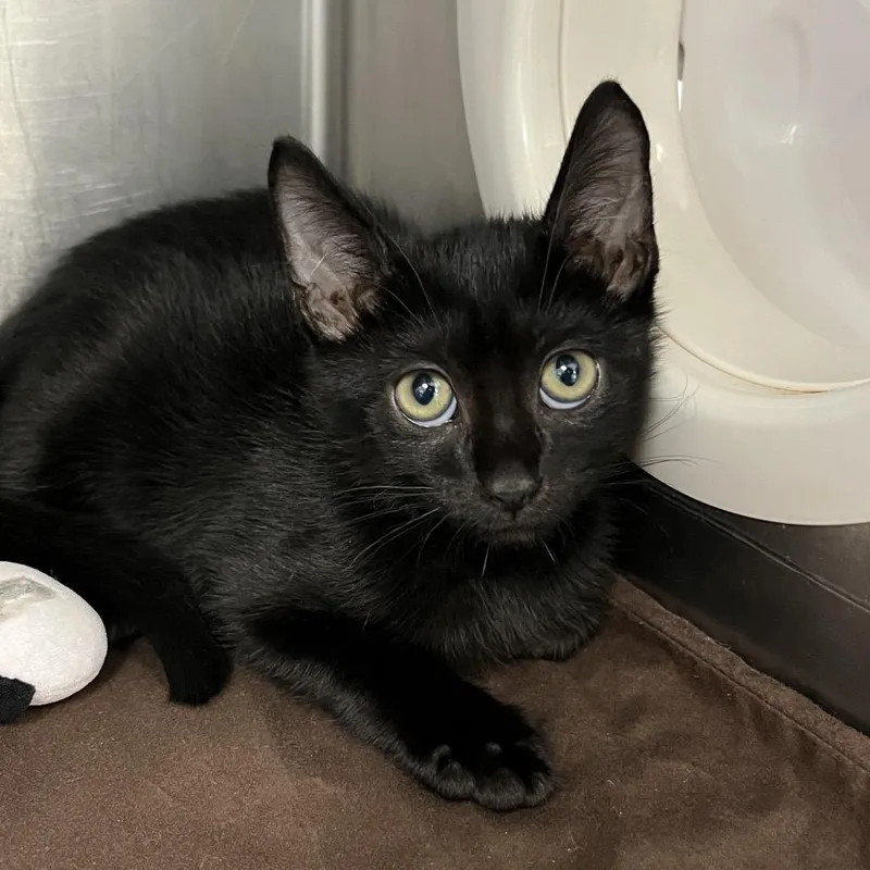 A baby small-sized male Black Domestic Short Hair cat named Matcha for adoption in West Palm Beach, FL