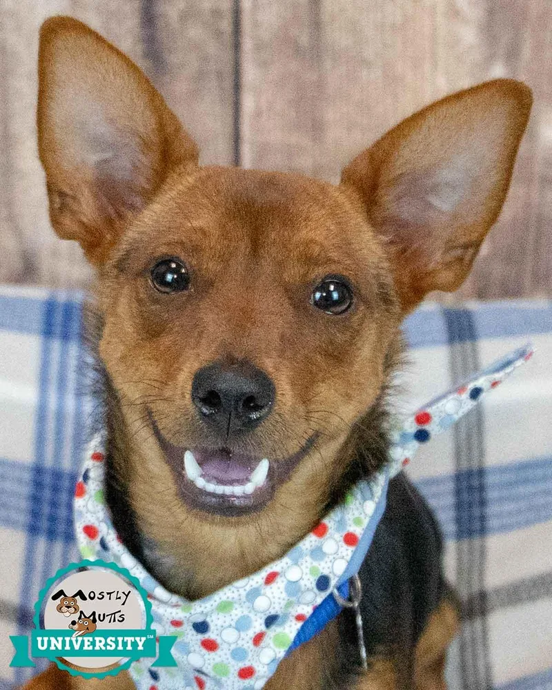 A baby small-sized male Chihuahua dog named Brix for adoption in Kennesaw, GA