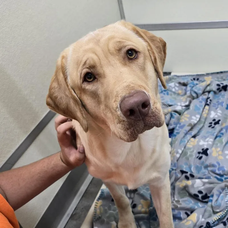 An adult large-sized male Yellow / Tan / Blond / Fawn Yellow Labrador Retriever dog named Buster Yellow for adoption in Holton, KS