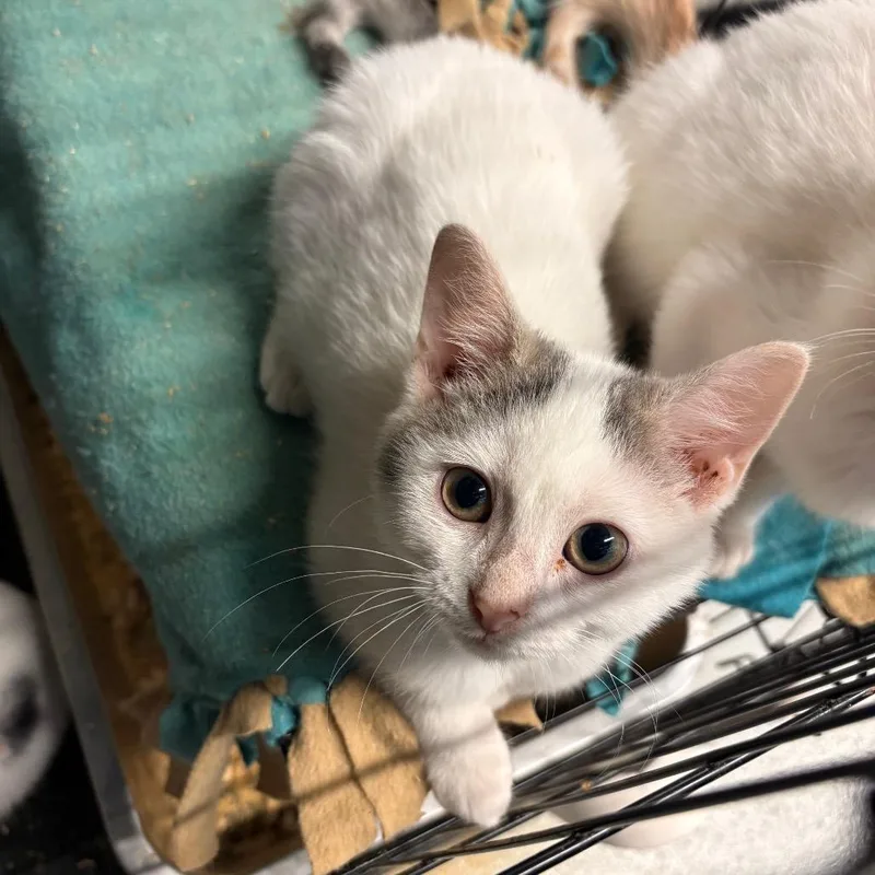 A baby small-sized female Calico Domestic Short Hair cat named Ocarina Of Time for adoption in Huntington, WV