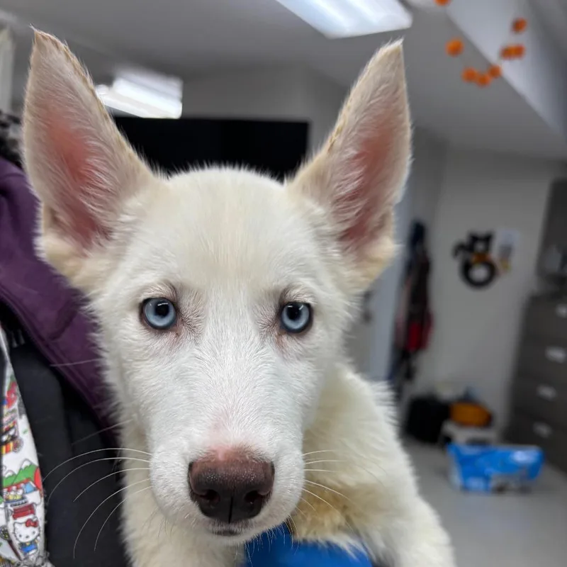 A baby small-sized male Yellow / Tan / Blond / Fawn Husky dog named Bane for adoption in Indianapolis, IN