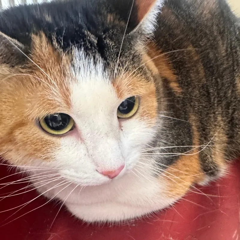 An adult medium-sized female Calico Domestic Short Hair cat named Latte for adoption in Clearwater, FL