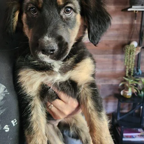 A baby small-sized male Black Golden Retriever dog named Theodore for adoption in Twin lakes, WI