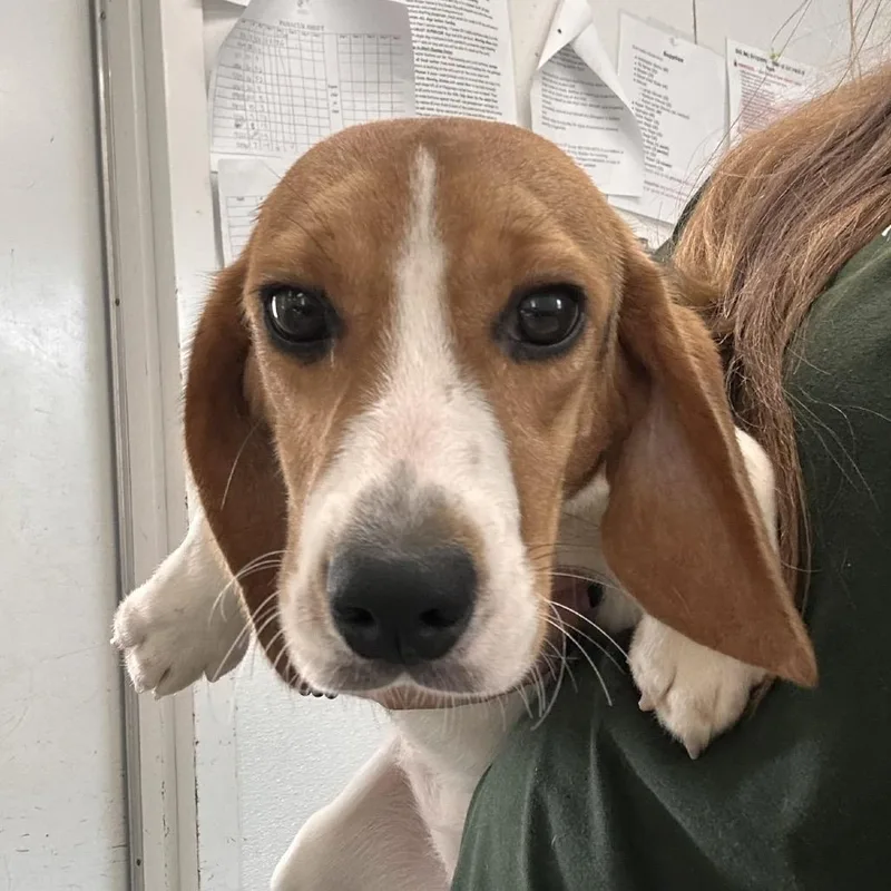 A young small-sized female Brown / Chocolate Beagle dog named Sydney for adoption in LOXAHATCHEE, FL