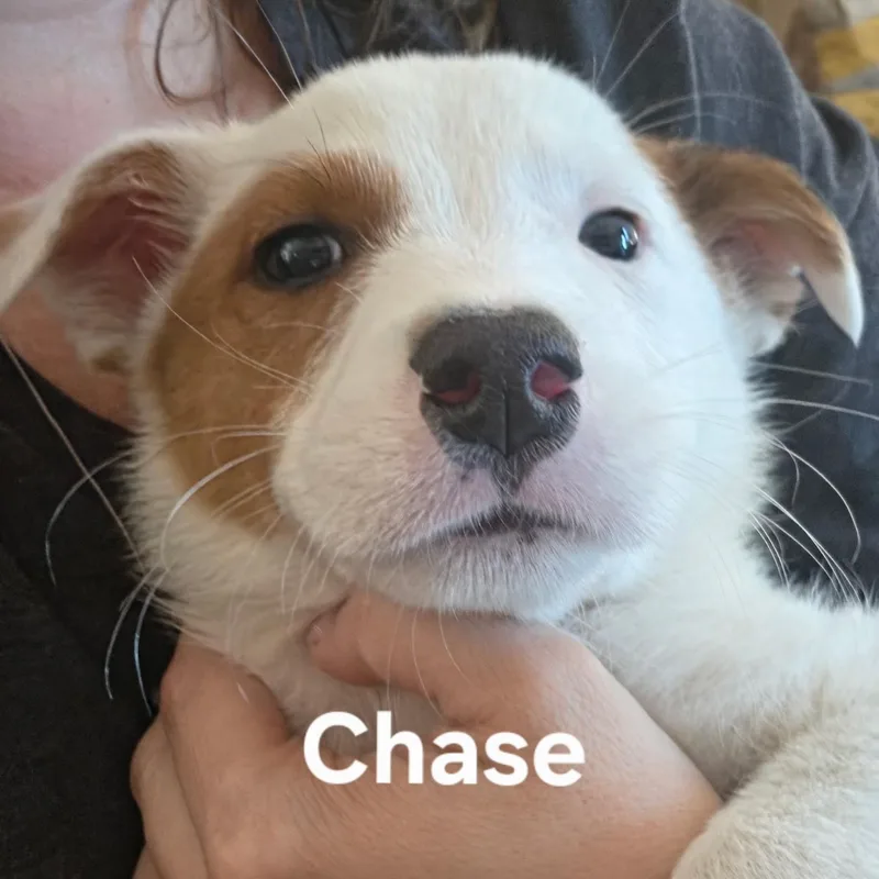 A baby medium-sized male White / Cream Australian Cattle Dog / Blue Heeler dog named Chase for adoption in Brentwood, CA