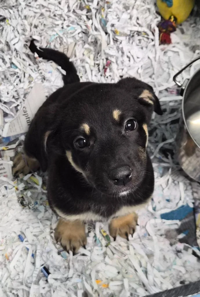 A baby medium-sized male Great Dane dog named Boomer for adoption in Danielsville, GA