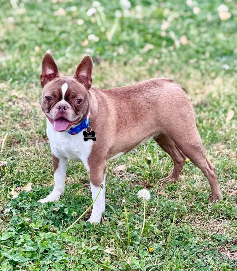 An adult medium-sized female Boston Terrier dog named Peaches Rose for adoption in Muskogee, OK
