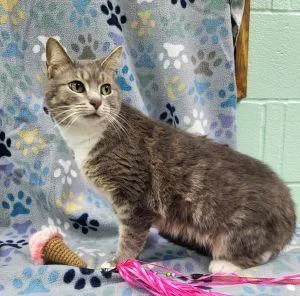 An adult medium-sized female Domestic Short Hair cat named Gracie for adoption in Bucyrus, OH