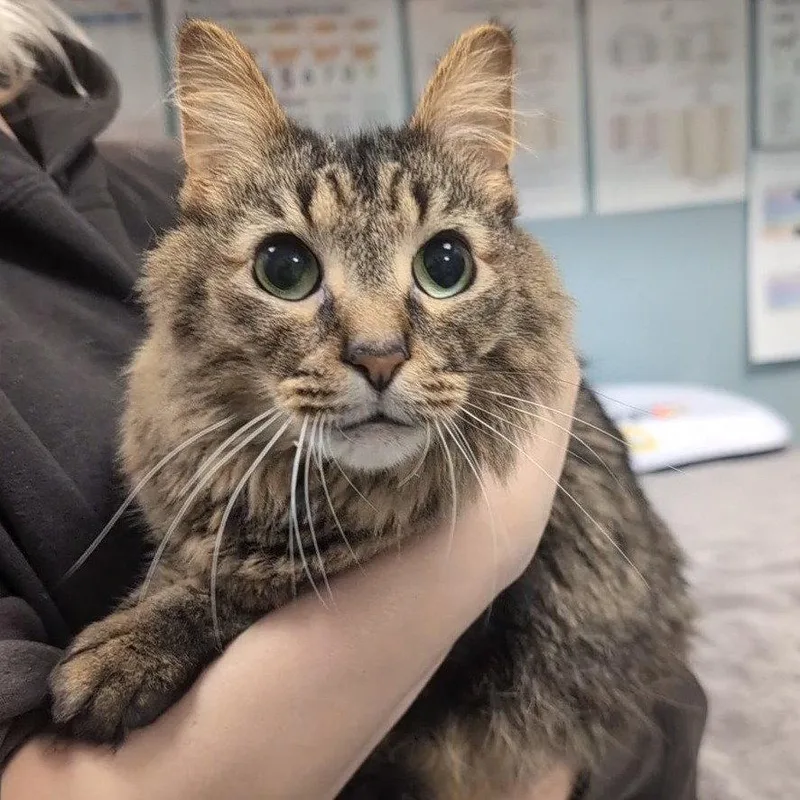 An adult medium-sized male Domestic Long Hair cat named Fluffhead for adoption in New Castle, DE