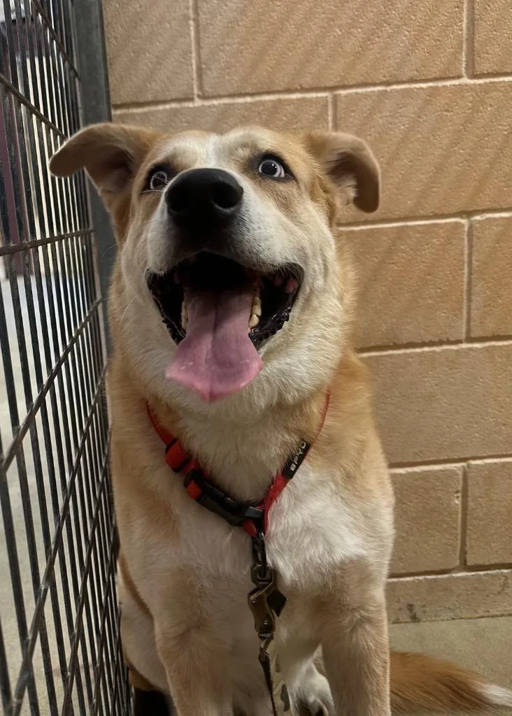 A young medium-sized male Labrador Retriever dog named Texaco for adoption in New Braunfels, TX