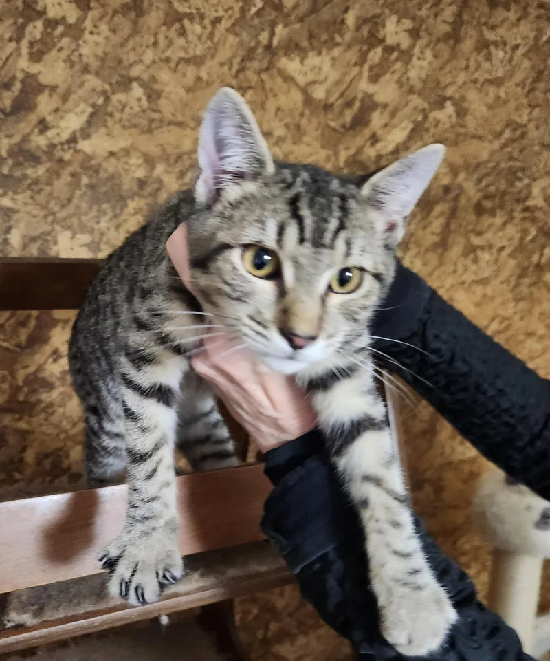A baby medium-sized male Tabby (Brown / Chocolate) Domestic Short Hair cat named Elika for adoption in Albany, NY