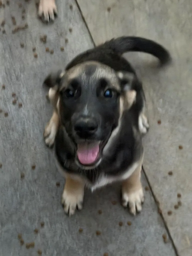 A baby medium-sized female Australian Cattle Dog / Blue Heeler dog named Desi for adoption in Fort Lupton, CO