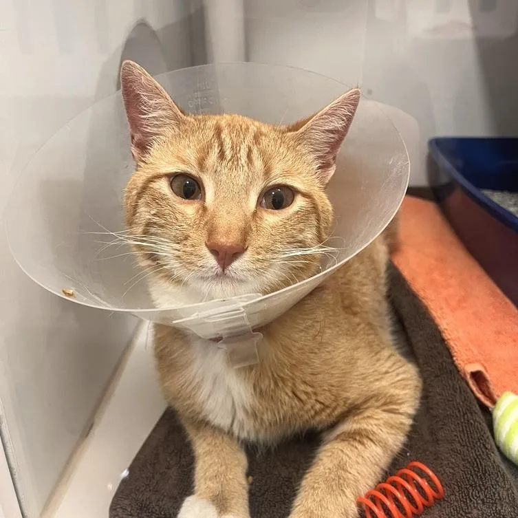 An adult large-sized male Domestic Short Hair cat named Excalipurr for adoption in Los Angeles, CA