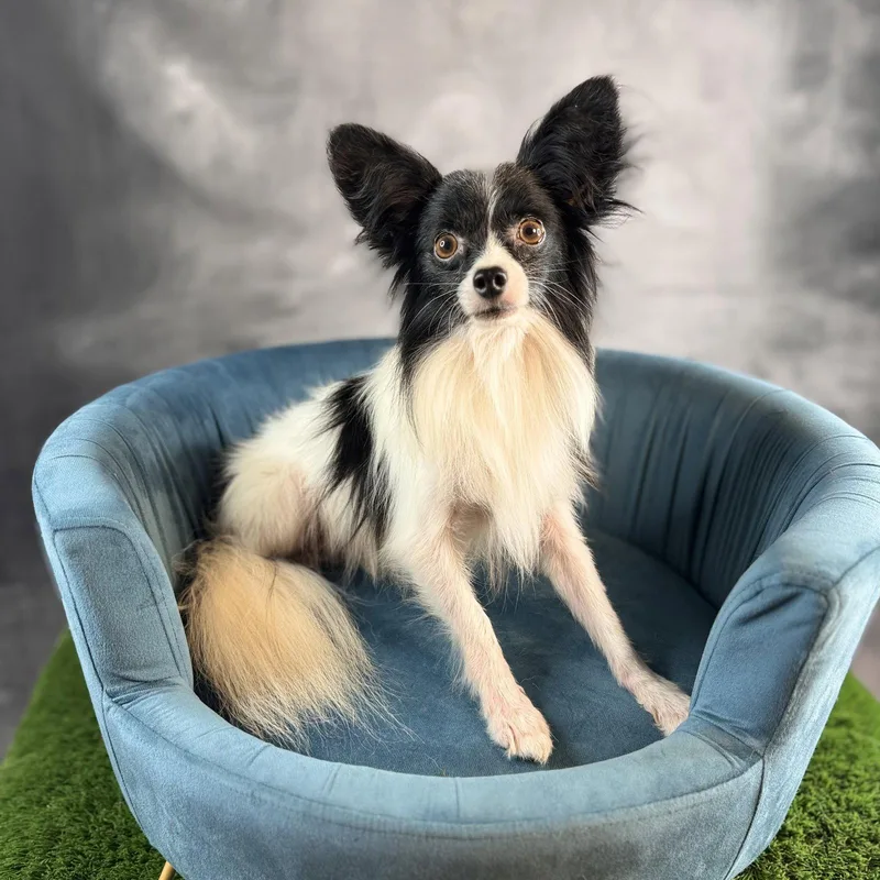 An adult small-sized male Papillon dog named Gunner for adoption in Garland, TX