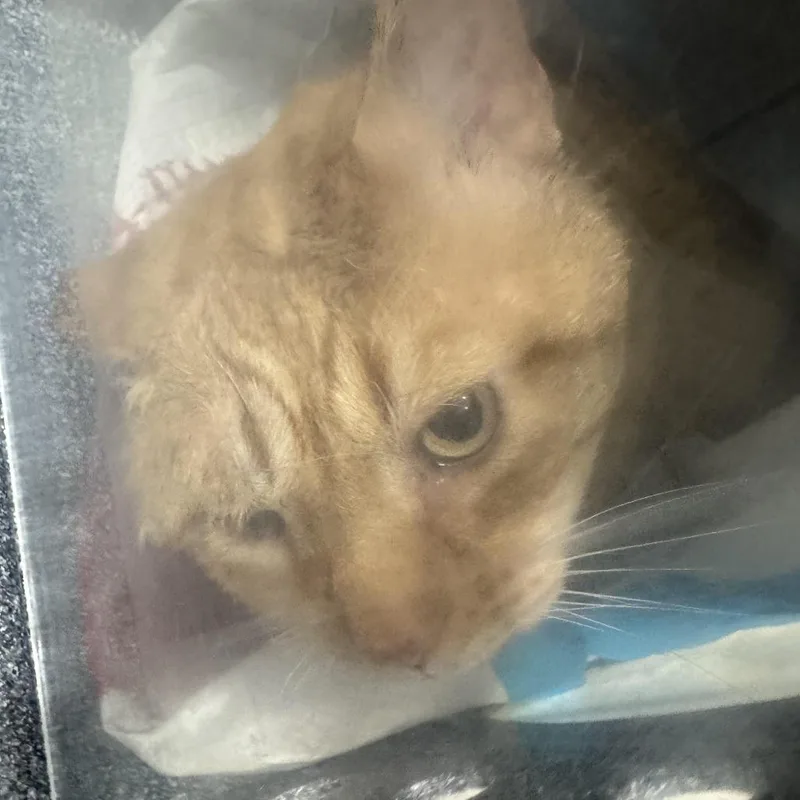 An adult large-sized male Orange / Red Domestic Short Hair cat named Troy MQ for adoption in Newark, NJ
