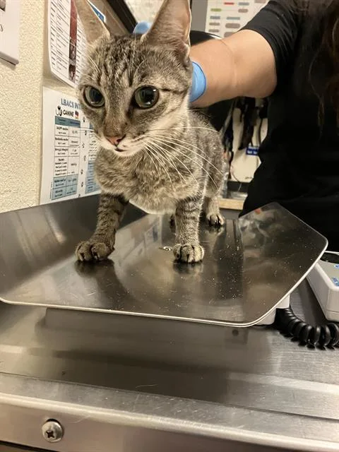 A young small-sized female Domestic Short Hair cat named Sagette for adoption in Long Beach, CA