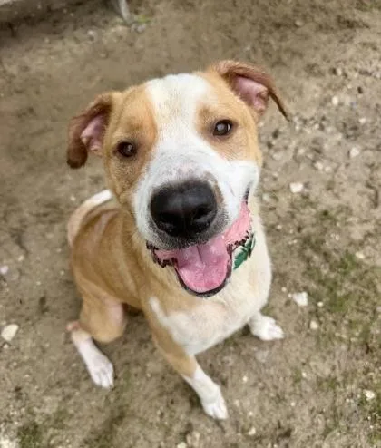 A young large-sized male Golden Pit Bull Terrier dog named Wayne for adoption in Inverness, FL