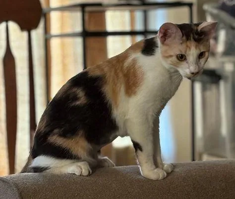 Anastasia Buttercup Napa Petco thumbnail 2