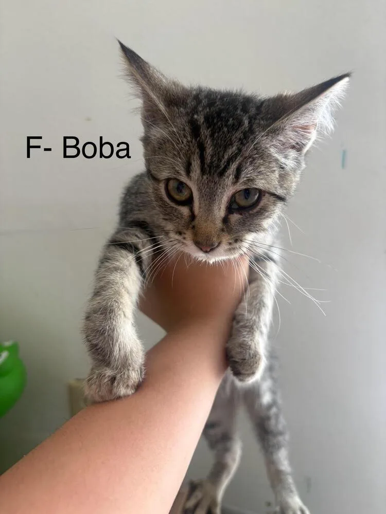 A baby small-sized female Tabby (Brown / Chocolate) Domestic Short Hair cat named Boba for adoption in Lancaster, CA