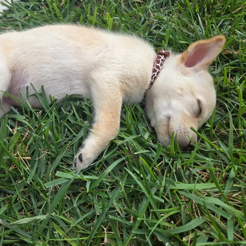 Bunny