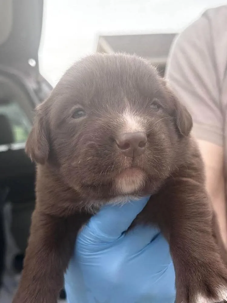 A baby medium-sized female Labrador Retriever dog named Triangle for adoption in Bolivar, MO