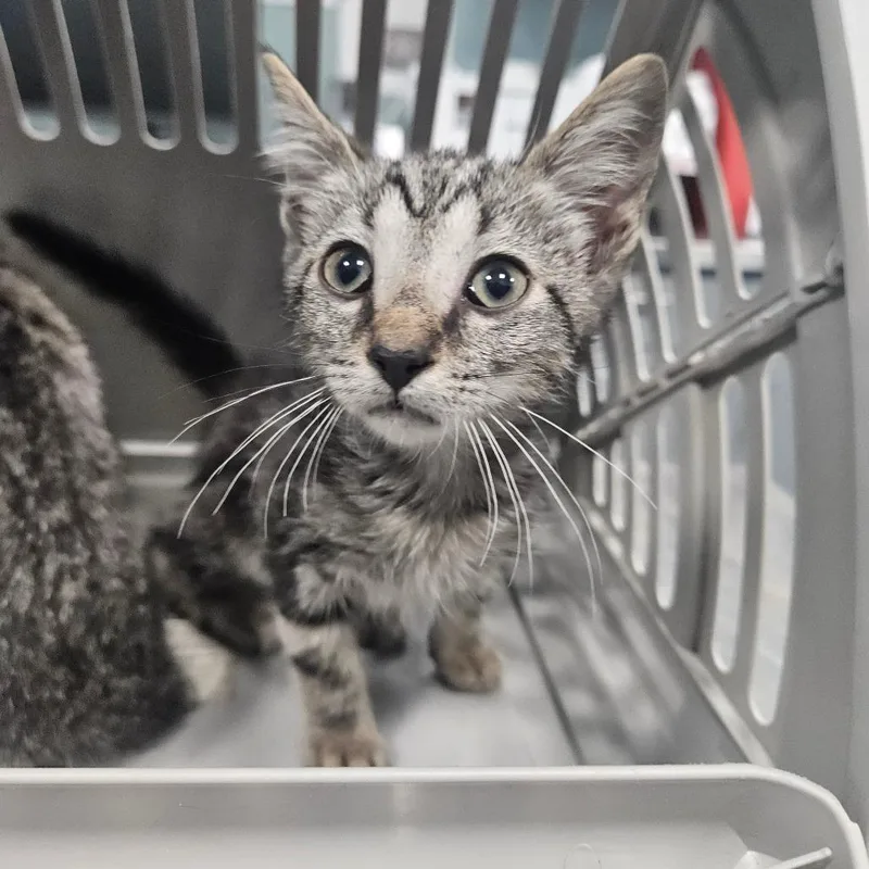 A baby small-sized male Gray / Blue / Silver Domestic Short Hair cat named Frankie for adoption in Greensboro, NC