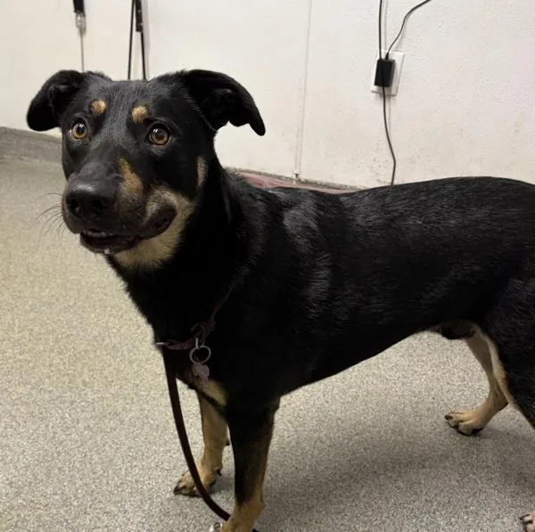 An adult large-sized male Doberman Pinscher dog named Charlie for adoption in Escondido, CA
