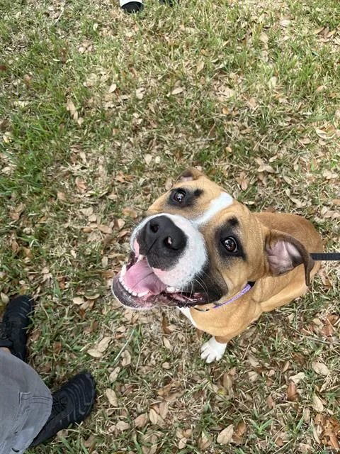 A young medium-sized female Mixed Breed dog named Kelly for adoption in Palmetto, FL
