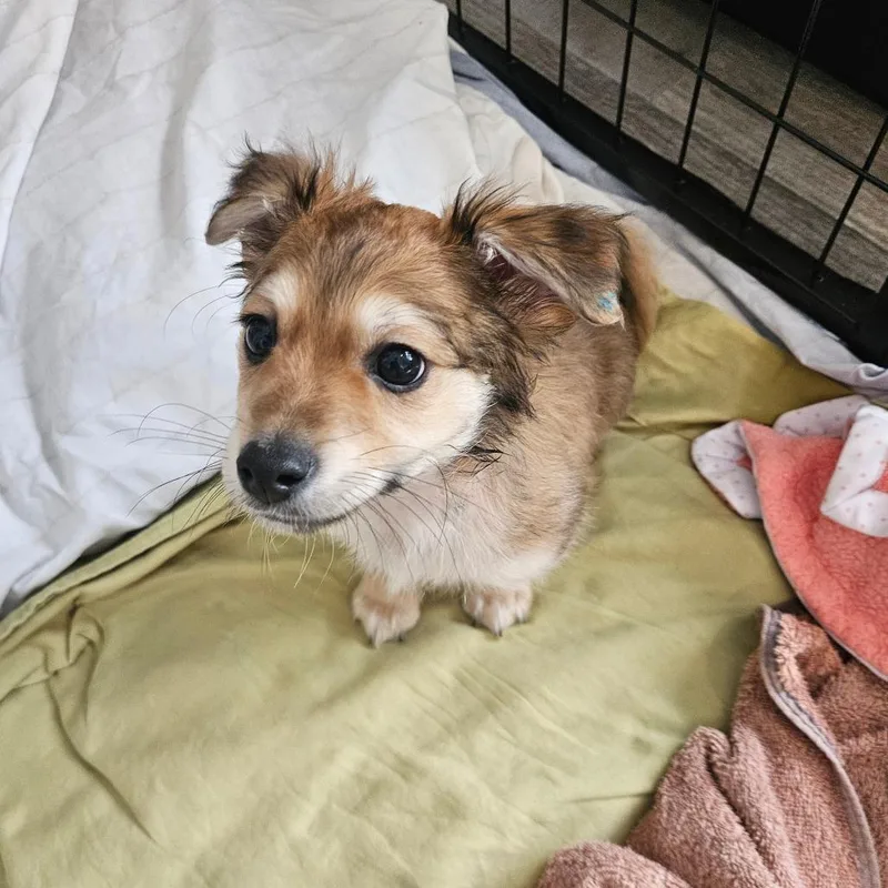 A baby small-sized male Terrier dog named Kiwi Punch for adoption in Los Angeles, CA