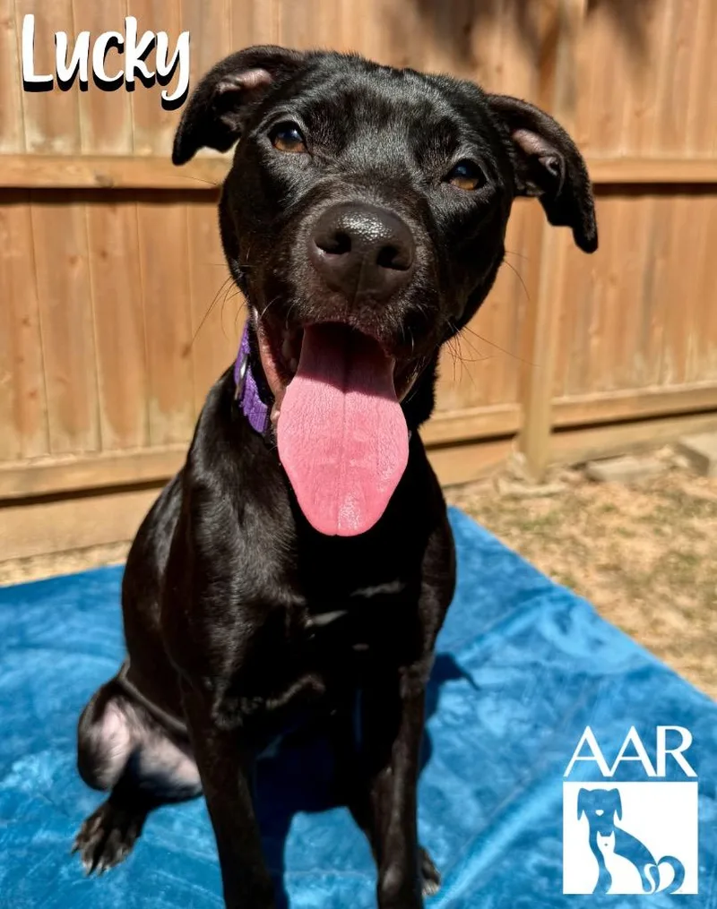 A young medium-sized female Staffordshire Bull Terrier dog named Lucky for adoption in Magnolia, TX