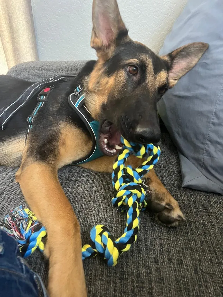A young large-sized female Bicolor German Shepherd Dog dog named Katniss for adoption in Brookfield, CT