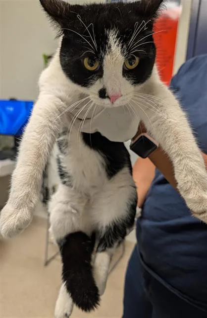 An adult medium-sized male Domestic Short Hair cat named Waffles for adoption in Bakersfield, CA