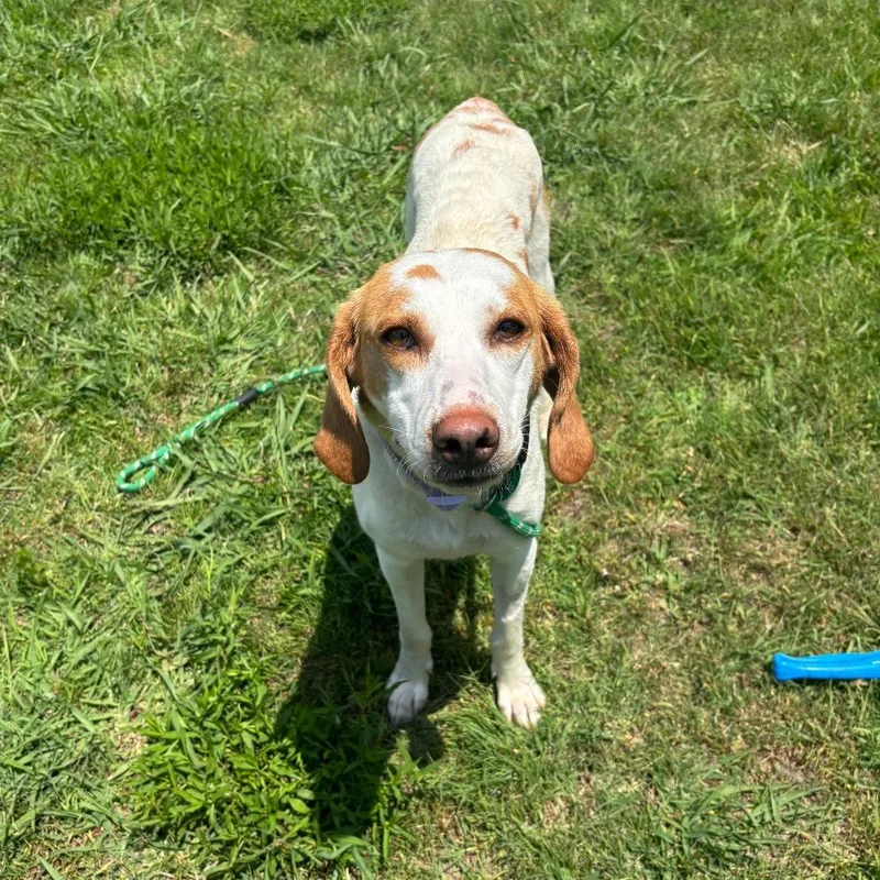 An adult medium-sized female Red / Chestnut / Orange Hound dog named Belle for adoption in Chesapeake, VA