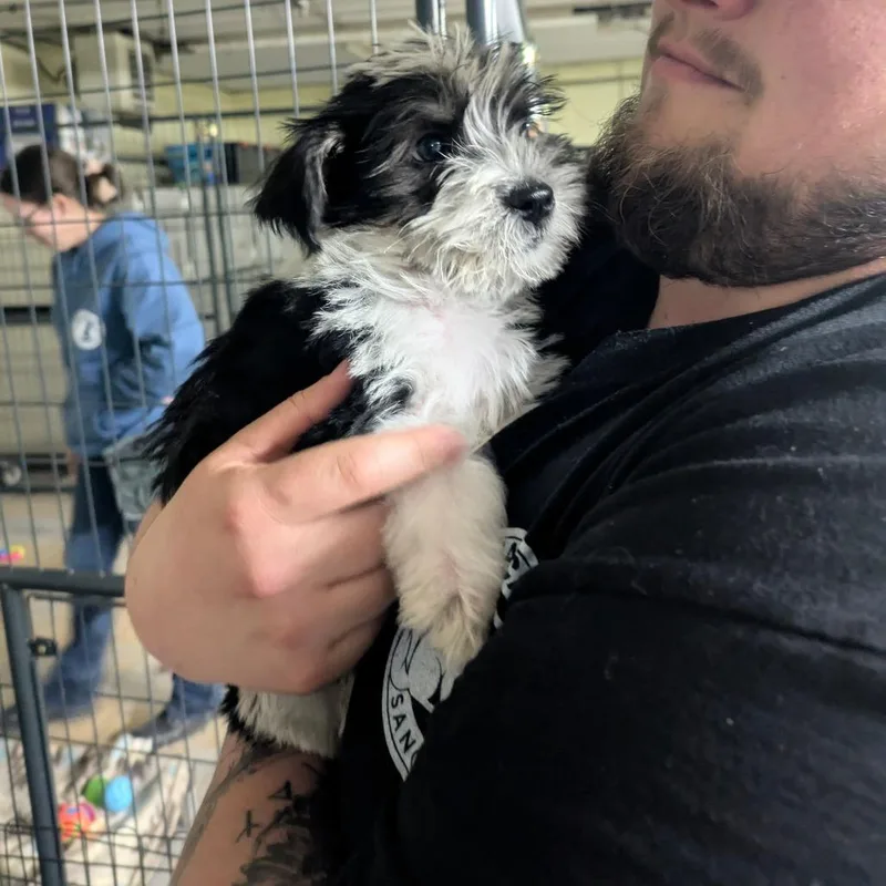 A baby small-sized male Black Mixed Breed dog named Rio for adoption in East Smithfield , PA