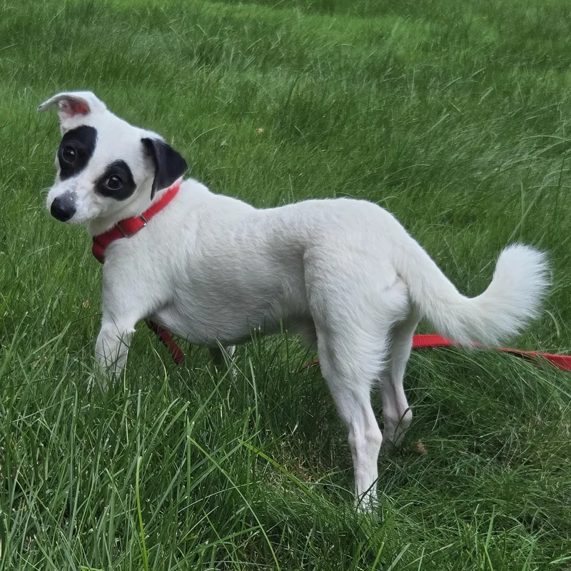 Milo