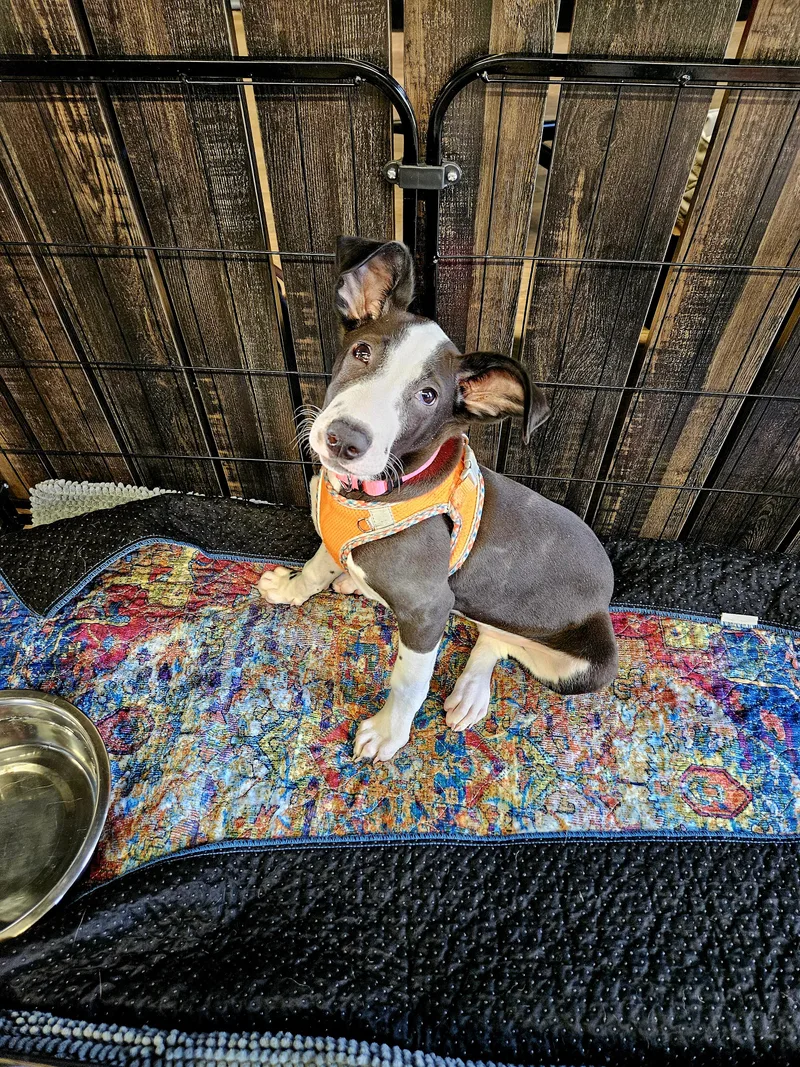 A young medium-sized female Black Mixed Breed dog named Mini for adoption in North Abington Township, PA