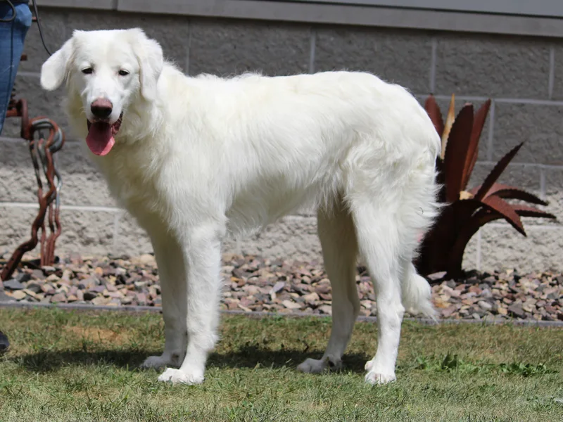 A young extra large-sized female Great Pyrenees dog named Maggie for adoption in Portage, WI