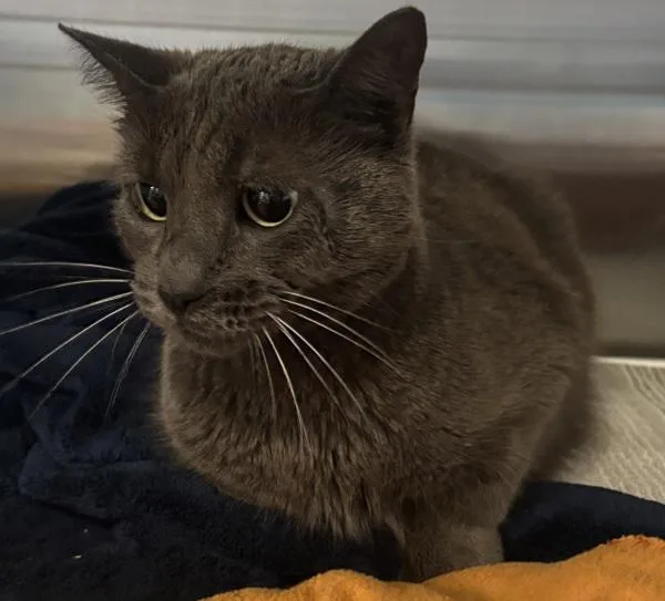An adult small-sized female Domestic Short Hair cat named Princess Bubblegum for adoption in Escondido, CA