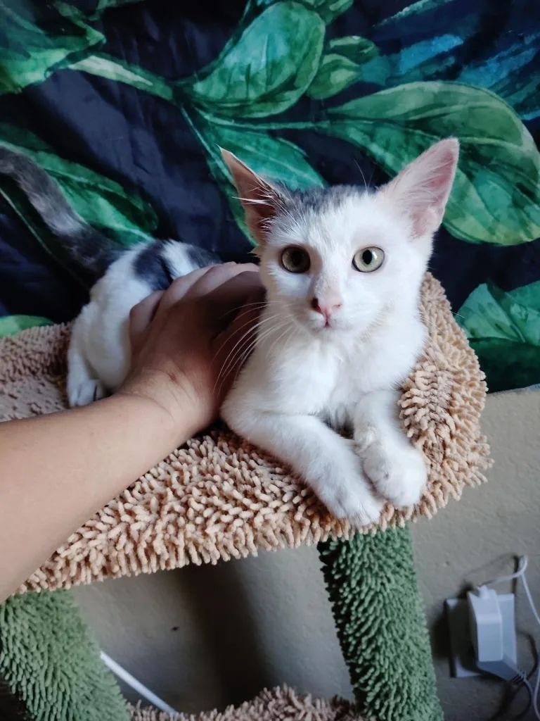 A baby small-sized male Domestic Short Hair cat named Cricket for adoption in San Jacinto, CA