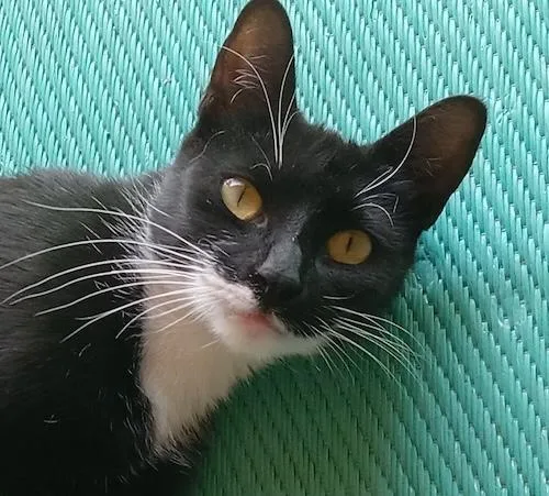 Bella Boo