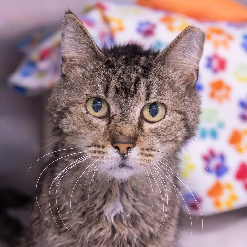 A senior medium-sized male Brown / Chocolate Domestic Short Hair cat named Chatterbox for adoption in Mentor, OH