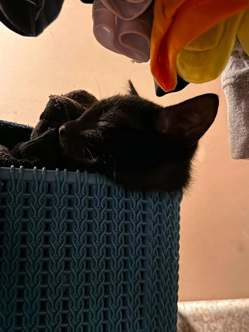 A baby medium-sized male Black Domestic Short Hair cat named Oscar for adoption in Forest Hill, MD