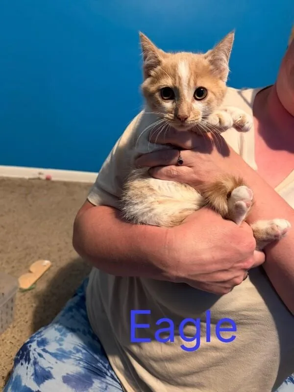 Eagle