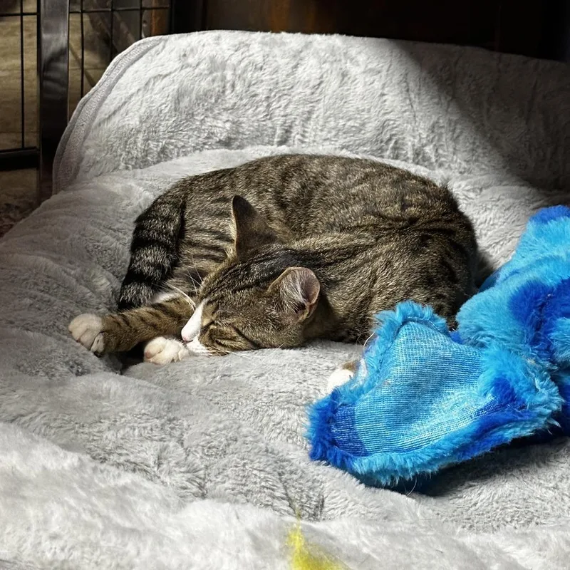 An adult small-sized male Brown / Chocolate Domestic Short Hair cat named Benji for adoption in Charlottesville, VA