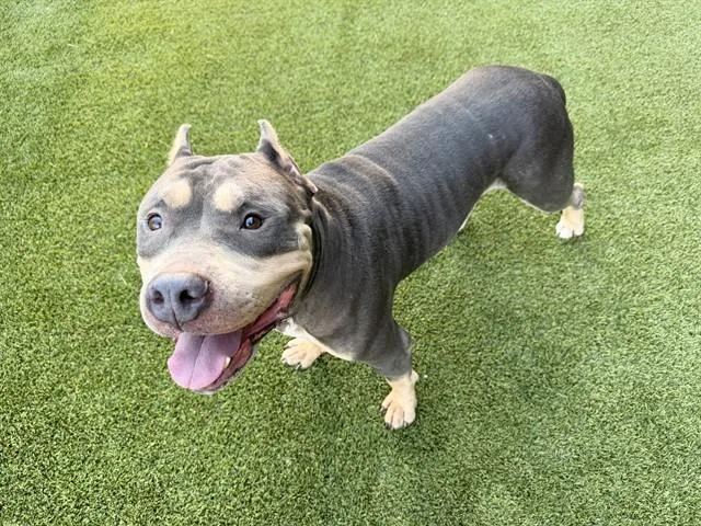An adult medium-sized male Pit Bull Terrier dog named Loki for adoption in Garland, TX